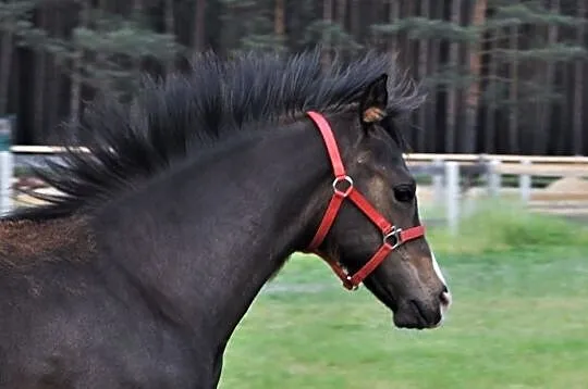 Ogierek Boris turbokucyk ;), , Ostrzeszów