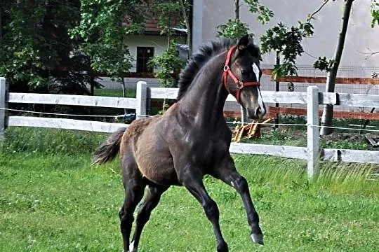 Ogierek Boris turbokucyk ;), , Ostrzeszów