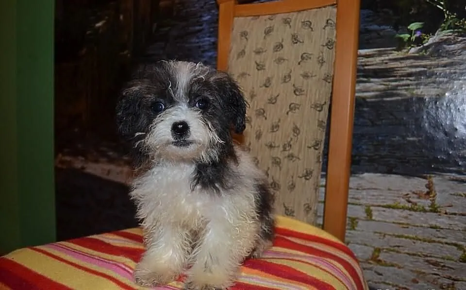 Maltipoo pudelek toy maltańczyk