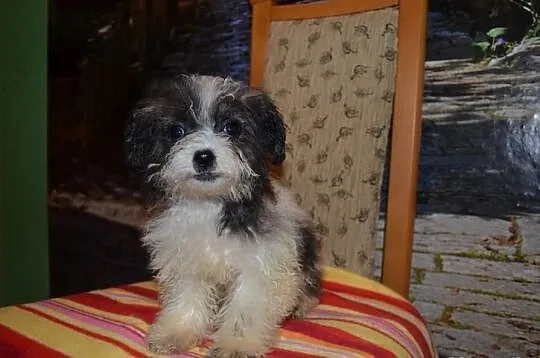 Maltipoo pudelek toy maltańczyk