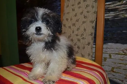 Maltipoo pudelek toy maltańczyk