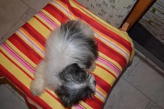 Maltipoo pudelek toy maltańczyk