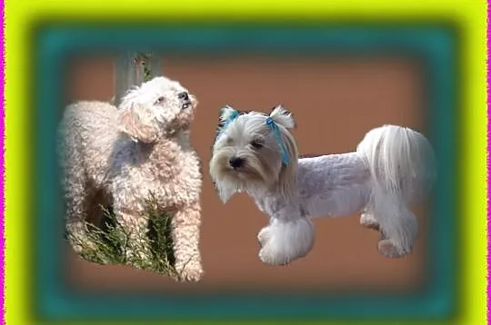 Maltipoo pudelek toy maltańczyk