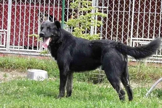 Rychu - cudowny i bardzo spragniony kontaktu z czł
