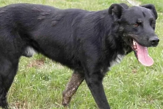 Rychu - cudowny i bardzo spragniony kontaktu z czł