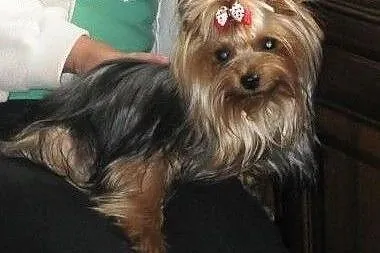 Yorki krycie.,  mazowieckie Wyszków