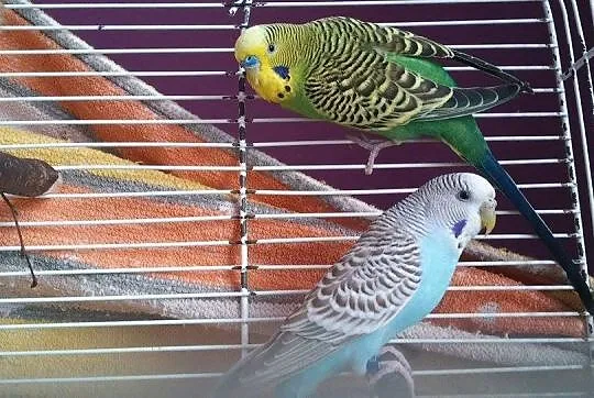 Młode papużki faliste - samiczka i samczyk