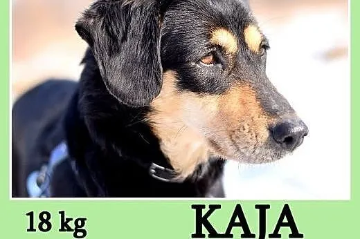 18 kg,łagodna, grzeczna, spokojna, towarzyska sunia KAJA.Adopcja,  dolnośląskie Wrocław
