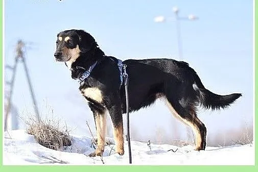 18 kg,łagodna, grzeczna, spokojna, towarzyska suni