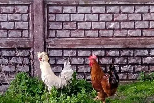 Kogut czubatka, Łódzkie, Gorzkowice