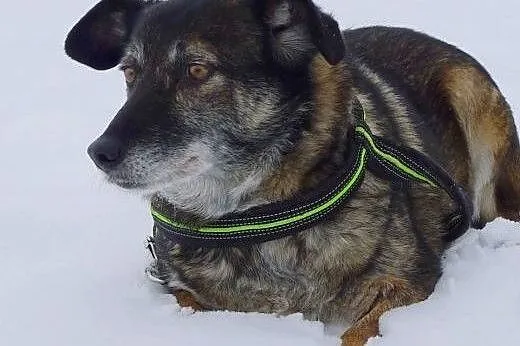 Timka szuka domu od 7 lat :(,  dolnośląskie Wrocław