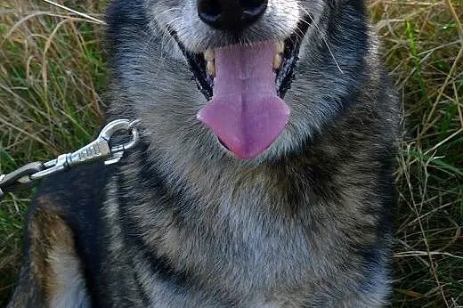 Timka szuka domu od 7 lat :(,  dolnośląskie Wrocła
