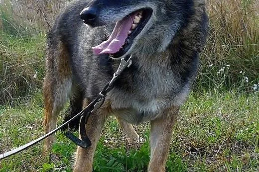 Timka szuka domu od 7 lat :(,  dolnośląskie Wrocła