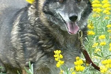 Timka szuka domu od 7 lat :(,  dolnośląskie Wrocła