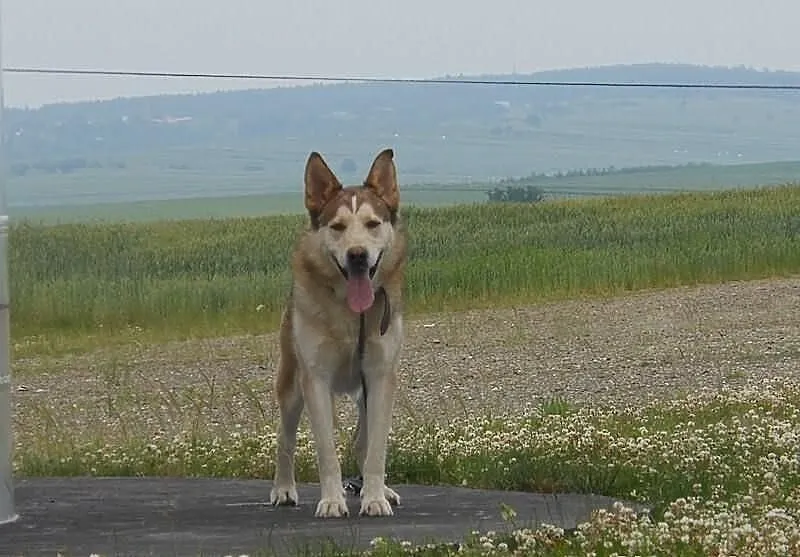 Whisky - piekny husky szuka domu