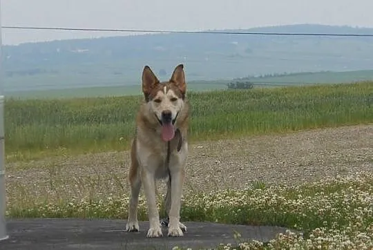 Whisky - piekny husky szuka domu