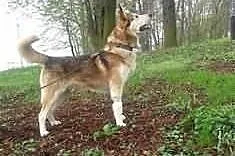 Whisky - piekny husky szuka domu
