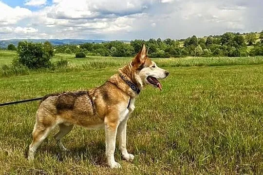 Whisky - piekny husky szuka domu