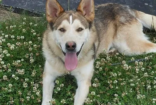 Whisky - piekny husky szuka domu