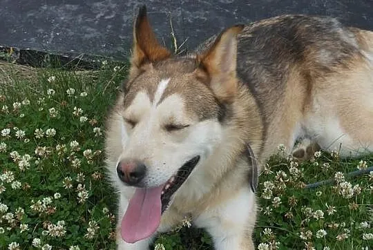 Whisky - piekny husky szuka domu
