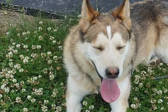 Whisky - piekny husky szuka domu