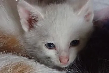 Biały kocurek do adopcji ,  mazowieckie Warszawa