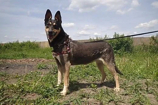 Ofelia w typie husky czeka na dom,  mazowieckie Warszawa