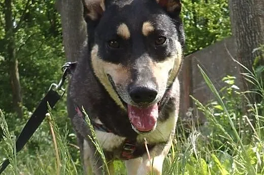 Ofelia w typie husky czeka na dom,  mazowieckie Wa