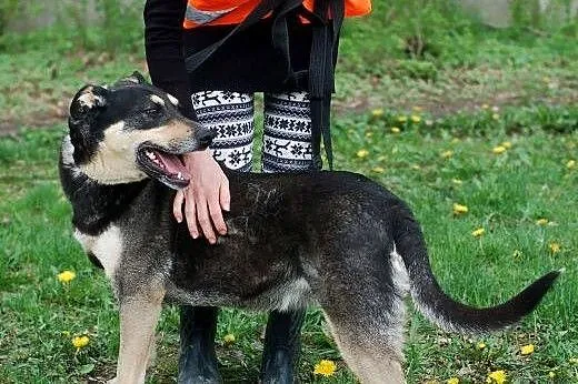 Ofelia w typie husky czeka na dom,  mazowieckie Wa