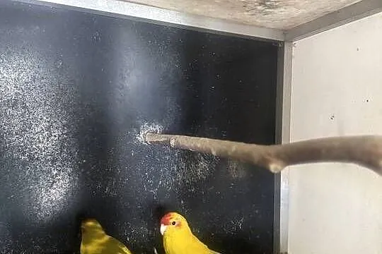 Modrolotki kozy pary lęgowe, Wielkopolskie, Stęszew