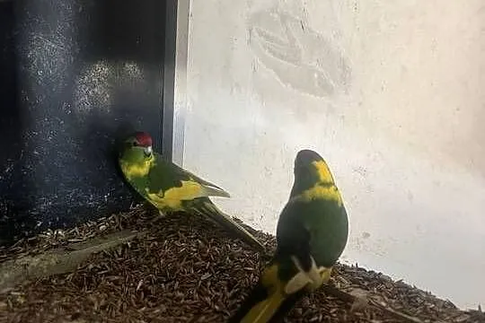 Modrolotki kozy pary lęgowe, Wielkopolskie, Stęszew