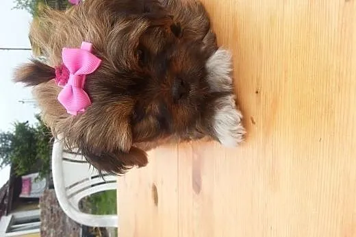 schi tzu 400zl,  Shih tzu cała Polska