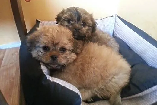Schi tzu 400zl,  Shih tzu cała Polska