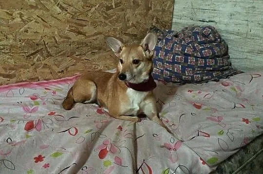 Sara, malutka suczka przypominająca liska szuka domu!