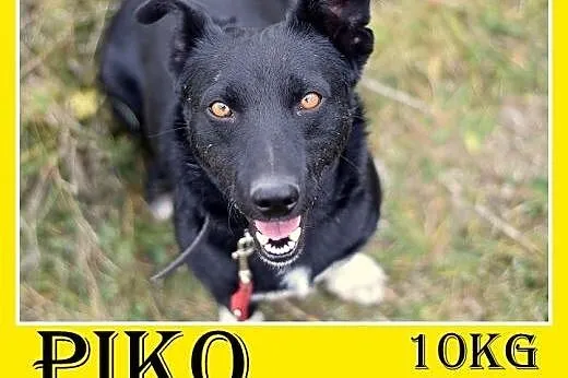 10kg,krótkie łapki,rodzinny,łagodny,wesoły piesek PIKO.Adopcja,  małopolskie Kraków