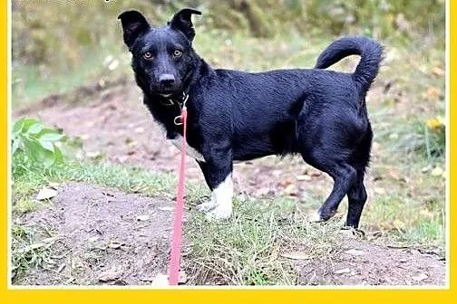 10kg,krótkie łapki,rodzinny,łagodny,wesoły piesek 