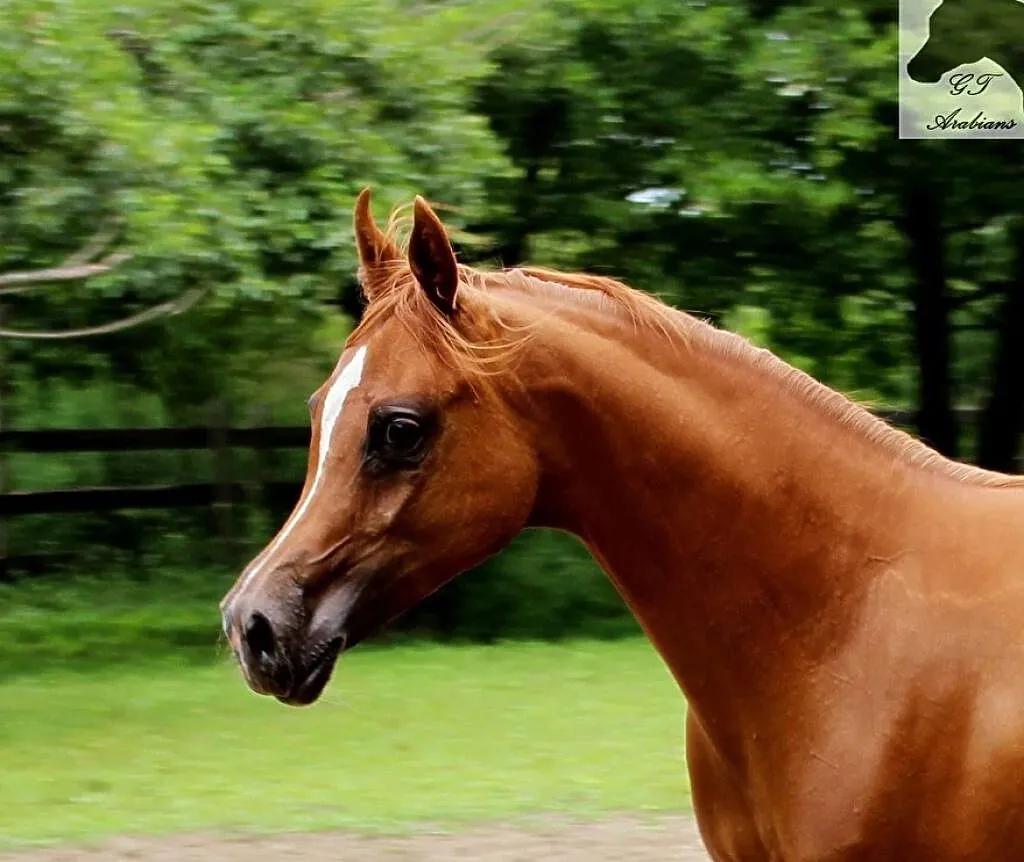 Obiecująca klacz czystej krwi arabskiej, ,