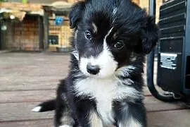 Border Collie ZKwP suczka