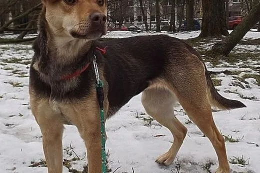 Radosna piękna CREMI szuka domu!,  warmińsko-mazur