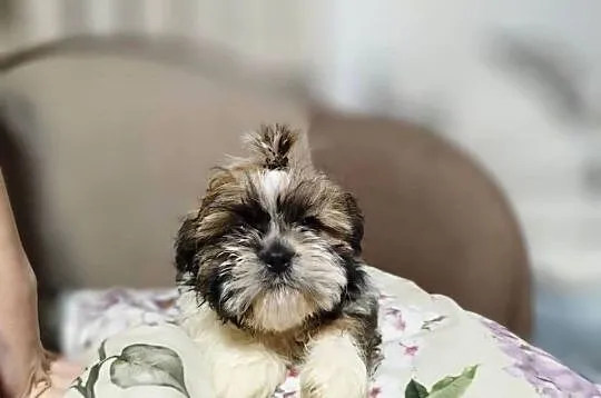 Shih-Tzu
