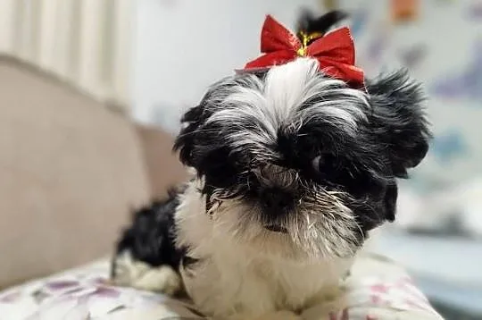 Shih-Tzu, Podkarpackie, Kolbuszowa