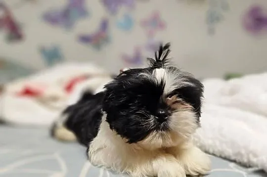 Shih-Tzu, Podkarpackie, Kolbuszowa