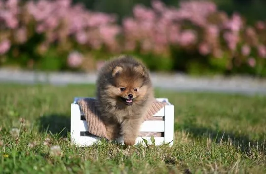 Szpic miniaturowy / pomeranian / boo / samiec orange / FCI, , Kraków