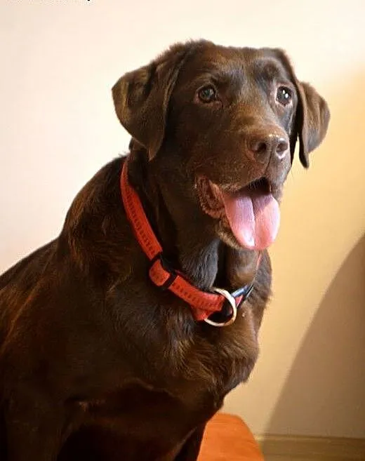 Labradorka Bisia szuka spokojnego domu, Labrador
