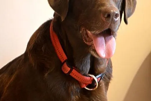 Labradorka Bisia szuka spokojnego domu,  Labrador 