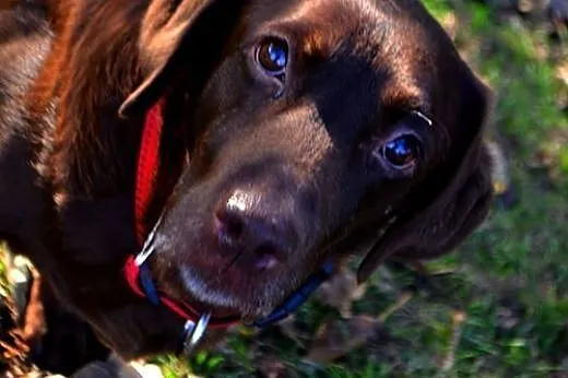 Labradorka Bisia szuka spokojnego domu,  Labrador 