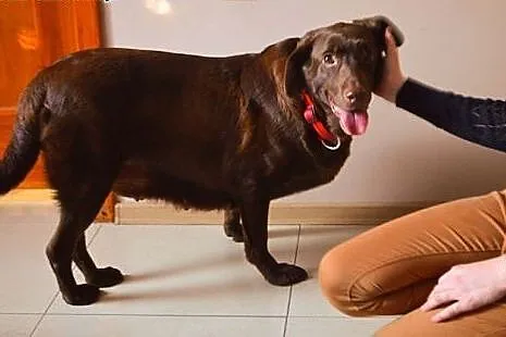 Labradorka Bisia szuka spokojnego domu,  Labrador 