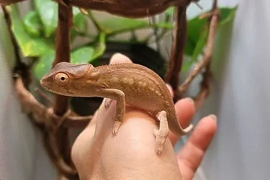 Kameleon lamparci młode samiczki