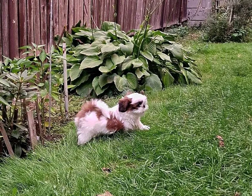 Shih tzu, Mazowieckie, Warszawa