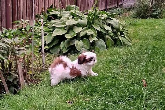 Shih tzu, Mazowieckie, Warszawa